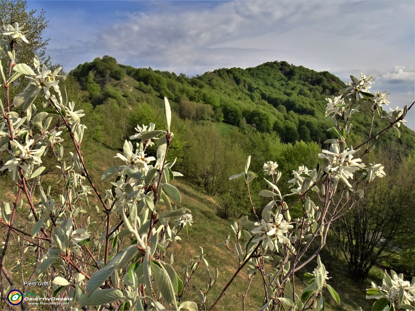 45 Amelanchier ovalis (Pero corvino) con viksta in Podona.JPG